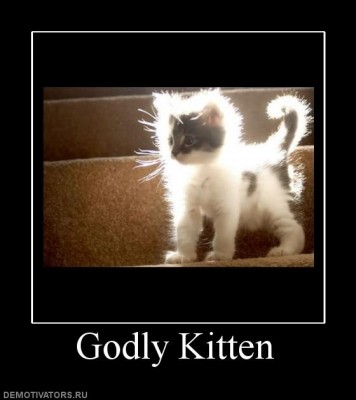 893426_godly-kitten.jpg